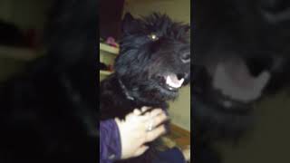 Video preview image #6 Scottish Terrier-Unknown Mix Puppy For Sale in GRAND MARAIS, MN, USA