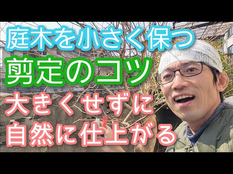 木の剪定に関する10のヒント トピックス