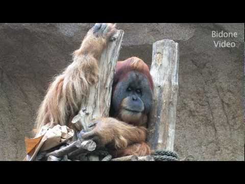 Zoo Leipzig - Schimpansen & Orang Utans -- Shimps - Apes - Monkeys