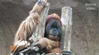 Zoo Leipzig - Schimpansen & Orang Utans -- Shimps - Apes - Monkeys