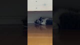 これでも生きてます