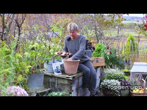 Sätt höstlök i kruka