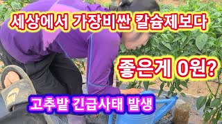 제일비싼 고추 칼슘제 영양제보다 좋은게 0원~ 수확량 하늘과 땅차이 고추석회결핍,칼슘부족,관수,관주,점적테이…