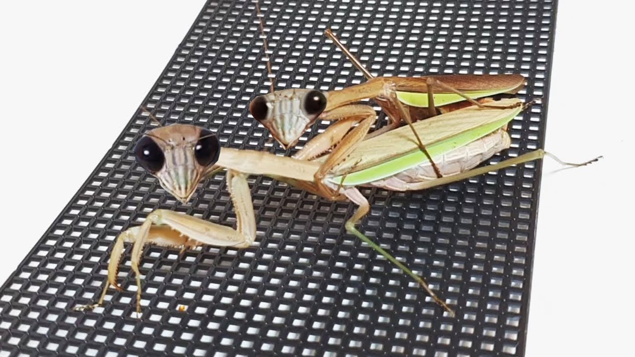 수컷 사마귀를 납치해서 키위랑 결혼 시키기ㅋㅋ 과연 수컷은 살 수 있을까? 긴장되는 사마귀 짝짓기