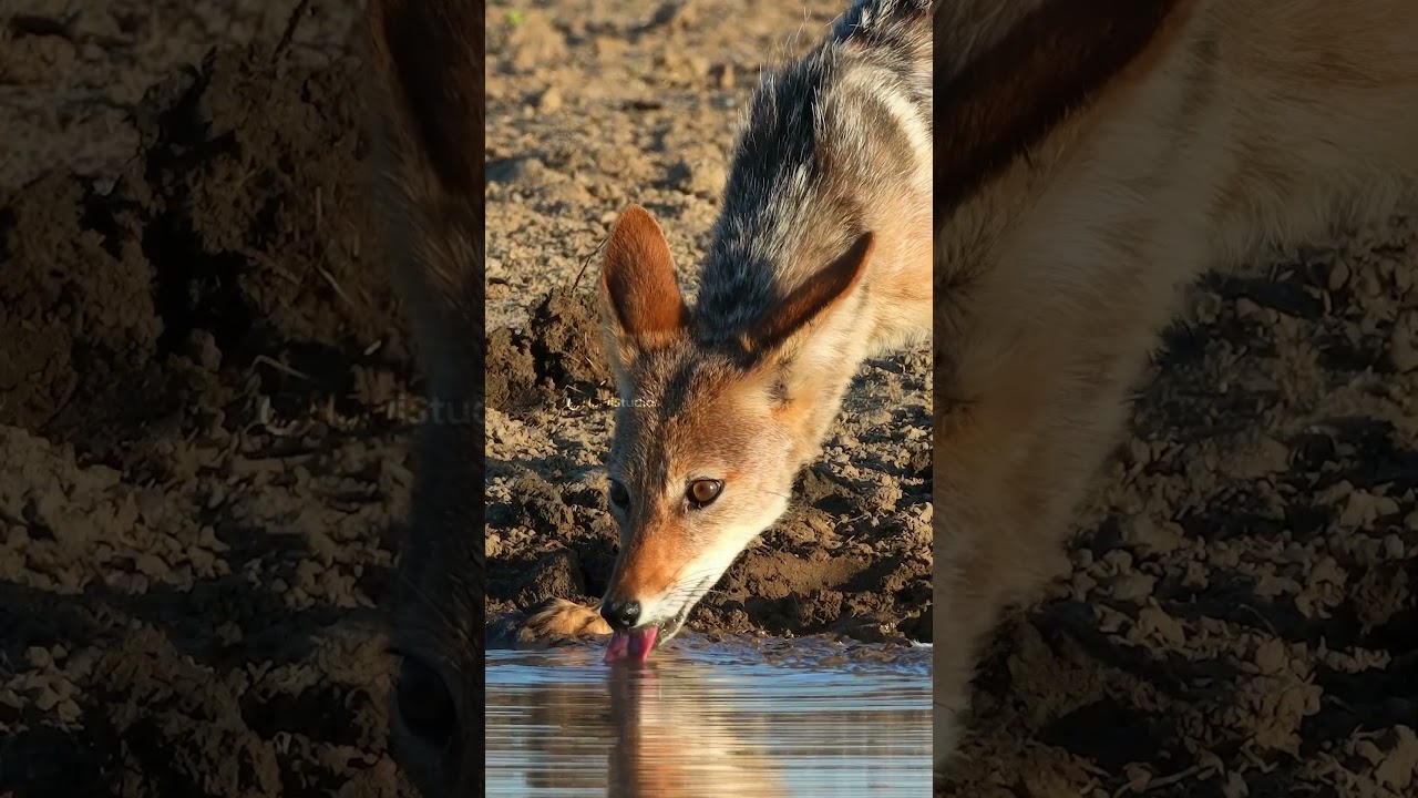 Black-backed jackal drinking mechanics and vigilance