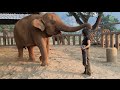 Elephant Falls Asleep After Lullaby - ElephantNews