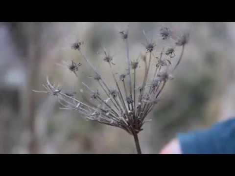 Wilde Möhre Geländebegehung 2013