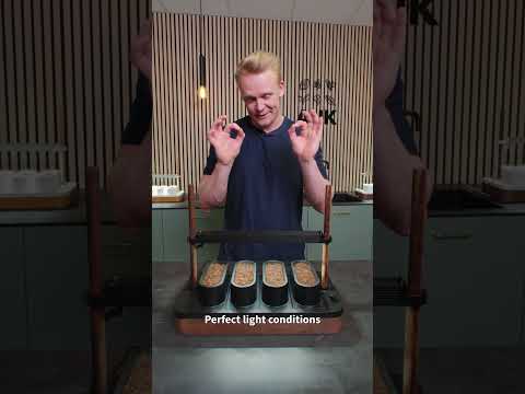 The ultimate guide to Auk Mini