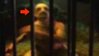 20 CREEPY Unknown Creatures Caught on Tape
