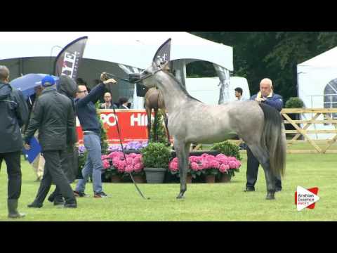 N.21 NESJ EL MISS KANZI - Bruges 2016 - Fillies 2 years old - National (Class 3)