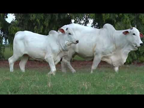 DIVISA FIV MATA VELHA