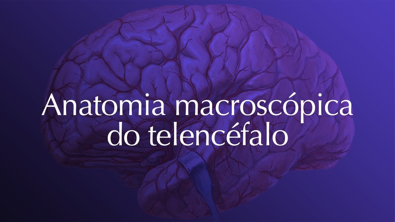 Neuroanatomia - Anatomia Macroscópica do Telencéfalo