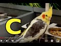 ALPHABET ANIMALS PHONICS ALPHABET SONG PART 76 EDUCATIONAL KIDS Toddlers Preschool K 3