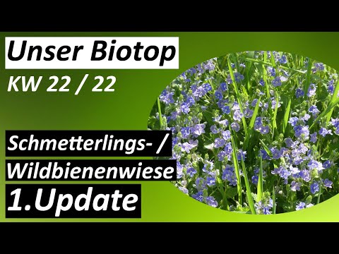 Schmetterlings- / Wildbienenwiese 1.Update - #Biotop - KW 22 / 2022