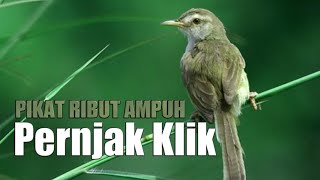 Download lagu SUARA RIBUT PRENJAK KLIK TARUNG AMPUH PIKAT PRENJA... mp3