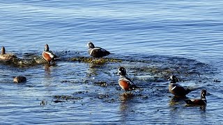 preview picture of video 'Harlequin Ducks Sechelt Sunshine Coast BC 2015'