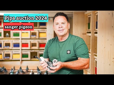 Marcel Sanger's  racing pigeon Top 4 Racing Pigeons for Sale on PIPA – Exclusive Auction Highlights!