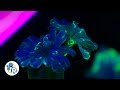 How To Make a Fluorescent Flower