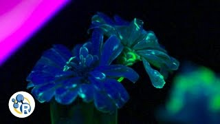 How To Grow Fluorescent Flowers