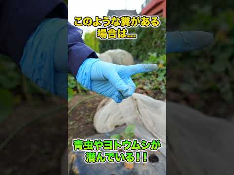 キャベツの害虫と戦う方法 3世代の成長