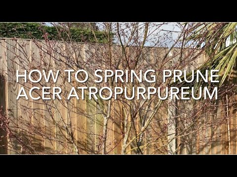 How To Prune Japanese Acers, How To Prune Acers In Spring