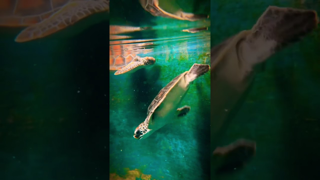 YouTube Short thumbnail