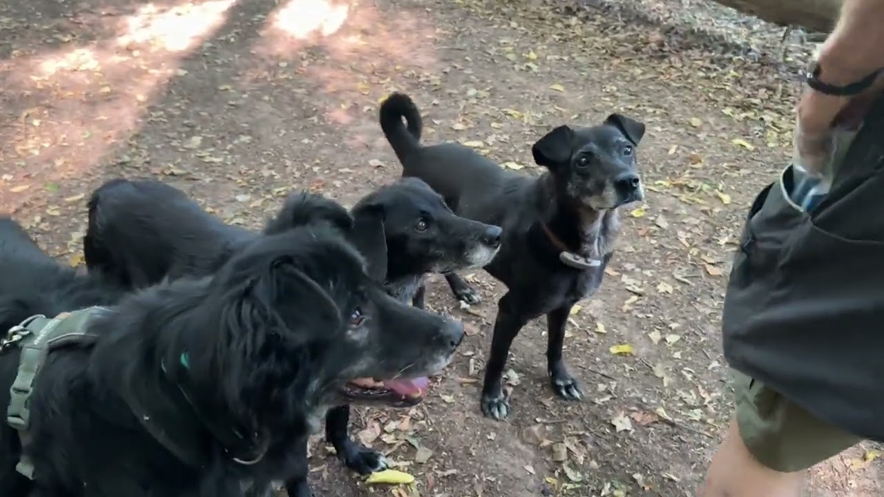 Hinterlaufen – muss mein Hund das können?