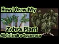 ZEBRA PLANT UPDATE