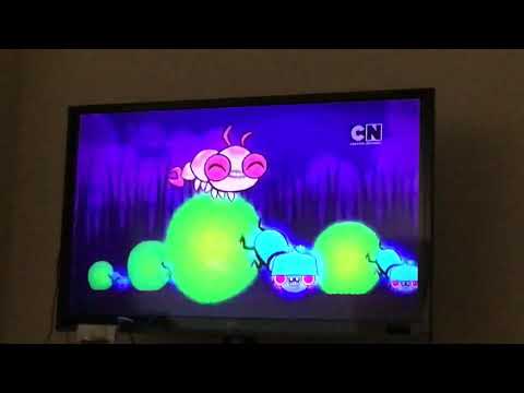 Silkie Straight buggin