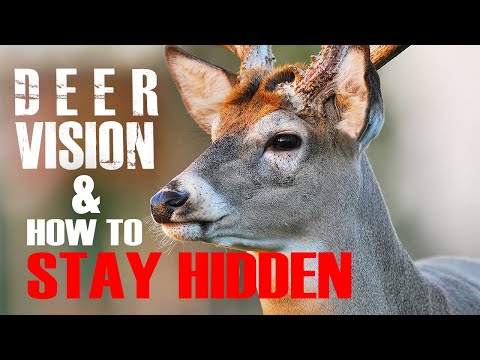 Deer Vision: How it Works and How to Stay Hidden