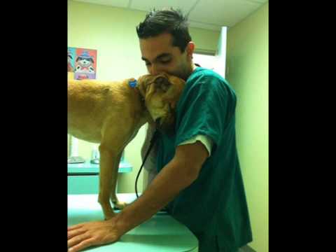 Protector per i cani carpo Se le articolazioni gonfie mucche