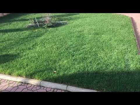 Insamantare gazon cu Festuca arundinaceea - www.semintegazon.ro