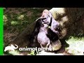 Keeping Animals Well Fed At The Bronx Zoo