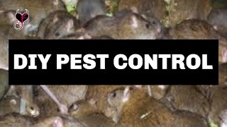 How To Get Rid Of Rat Infestation | Hoarder House Fixer Upper | Syn Cty