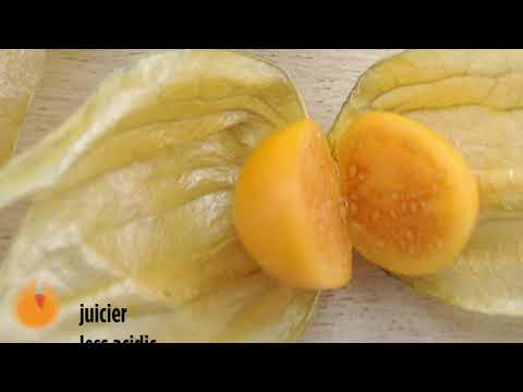 Identifying Golden Berries