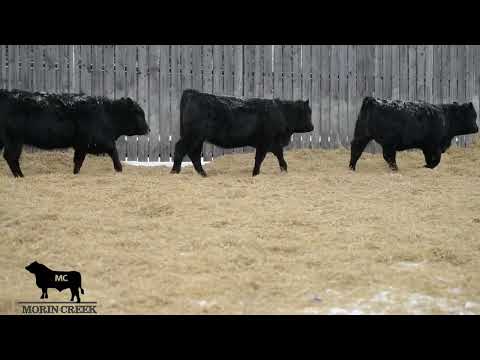 LOT 47- Morin Creek Angus - 2026 Legends of the North Bull and Female Sale