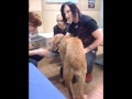 Romeo Nightingale Love dogs!! 