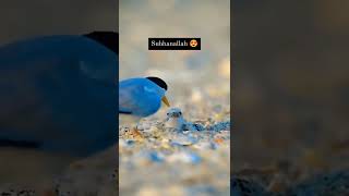 Download lagu Subhan Allah 🥰 most beautiful seen 💯 surah rahman video status🥀 mp3 Download lagu Subhan Allah 🥰 most beautiful seen 💯 surah rahman video status🥀 mp3