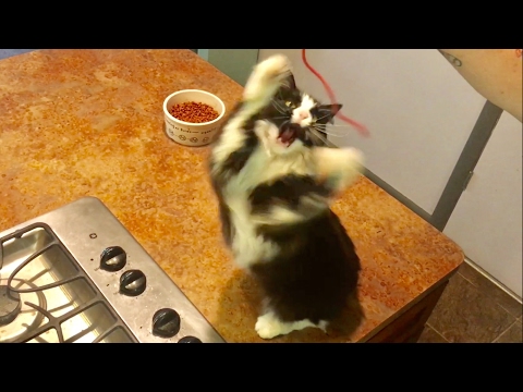 TDW 1801 - Cat Treat That Makes 'Em Crazy