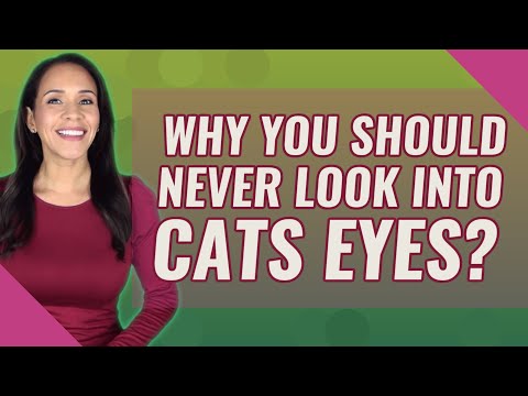 Why you should never look into cats eyes?