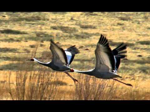 Монгол ардын уртын дуу - Өвгөн шувуу хоёр
