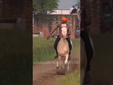 , title : '#marwarihorselovers #horseracing #trending #marwarihorse #horseofinstagram #explore #happylife'