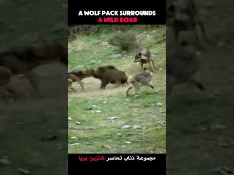Boar's Last Stand #viralshorts #viralytshorts #shorts #animalshorts #ytshorts #wildlife