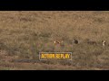 Copper Springbuck Hunt With Braeside Safaris
