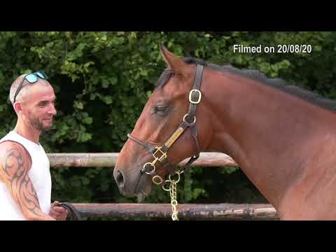 2020 Deauville Select Sale - Lot 117 c.CAMELOT x ILIOUSHKA