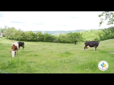 Keshilla Bujqesore - Rendesia e te ushqyerit e lopeve qumeshtore