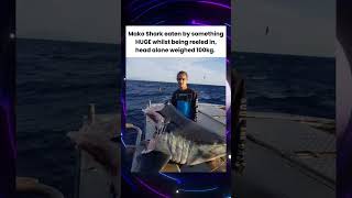 Download lagu Mako Shark eaten by something HUGE whilst being reeled in, head alone weighed 100kg🤯❤#shorts mp3