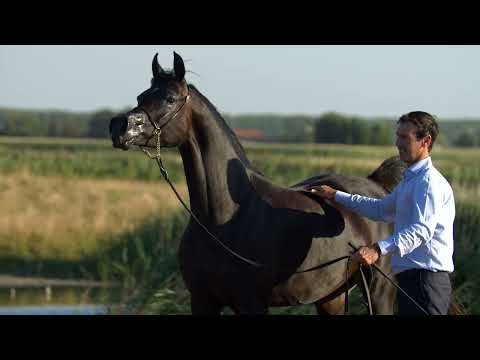 ⭐ LIZARA K.A. ⭐ (Mikado K.A. x QR Lizette) - STC AUCTION