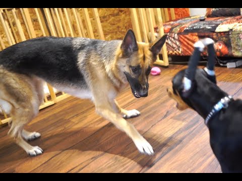 ドーベルマンとジャーマンシェパードの違い