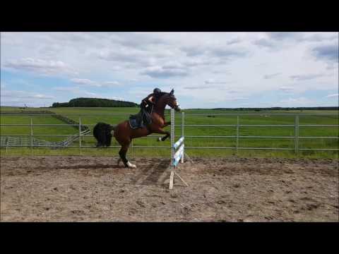 Malu (8) und Monte - am 21.05.2017